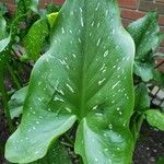 Zantedeschia albomaculata ഇല
