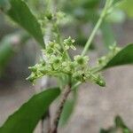 Elaeodendron curtipendulum Fruchs