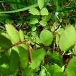 Rosa pendulina Hoja