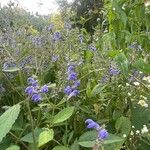 Scutellaria incana Flor