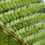 Polystichum ammifolium Fruct