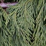 Cupressus nootkatensis Folha