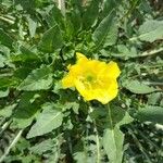 Oenothera triloba Flower