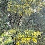 Acacia boormanii برگ
