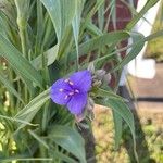 Tradescantia occidentalis Kukka