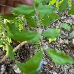 Ilex decidua Blad