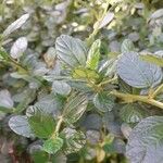 Ceanothus arboreus Ліст