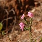 Erica andevalensis