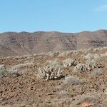 Euphorbia handiensis Habitat