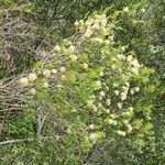 Melaleuca nodosa Habit
