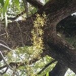 Encyclia tampensis Floare