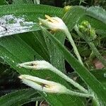 Hypoxis hirsuta Vrucht