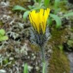 Hieracium villosum Flower