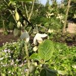 Halesia diptera Fiore