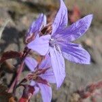 Campanula garganica Flor