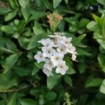 Spiraea cantoniensis Flor