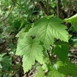 Acer glabrum Frunză