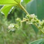 Miconia dependens Autre