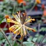 Bidens triplinervia Фрукт