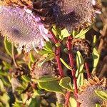 Globularia alypumFlower