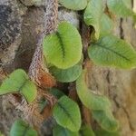 Microgramma vacciniifolia Ліст