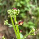 Scrophularia auriculata 花