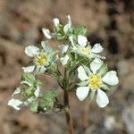 Horkelia daucifolia Flower