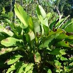 Calathea lutea Folio