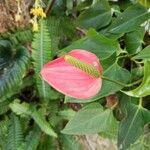 Anthurium scherzerianum फूल