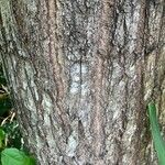 Cedrela odorata Rinde