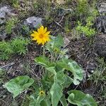 Balsamorhiza sagittataᱵᱟᱦᱟ