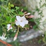 Jasminum officinale Blüte