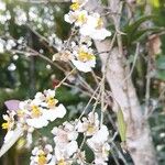 Tolumnia variegata Blomma