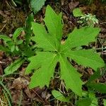 Petasites frigidus Blatt