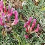 Astragalus incanus Flor