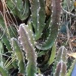 Stapelia grandiflora Leaf