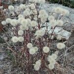 Erigeron acrisFlower