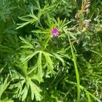 Geranium dissectum ഇല