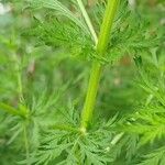 Artemisia annua പുറംതൊലി