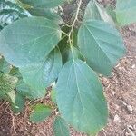 Cordia dichotoma Leaf