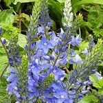 Veronica austriaca Flower