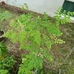 Moringa oleifera Leaf