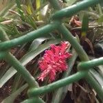 Quesnelia quesneliana Flower
