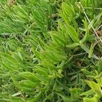 Carpobrotus acinaciformis Blad