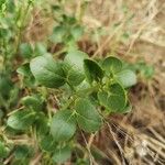 Zygophyllum fabago Leaf