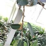 Stephanotis ernstmeyeri Ŝelo