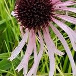 Echinacea pallida Virág