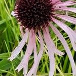 Echinacea pallida Blüte