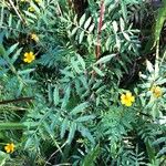 Tagetes lunulata Blad