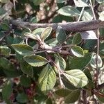 Cotoneaster franchetii Hoja